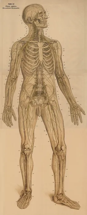 Framed Print : Medical illustration, The peripheral nervous system Framed Print : Medical illustration, The peripheral nervous system