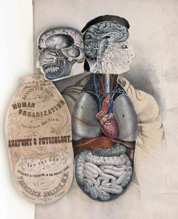 Framed Print : Medical illustration, section of the human organism to facilitate the study of anatomy and physiology 1846