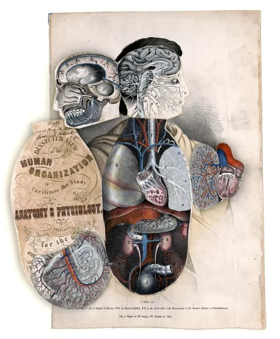 Framed Print : Medical illustration, section of the human organism to facilitate the study of anatomy and physiology 1846