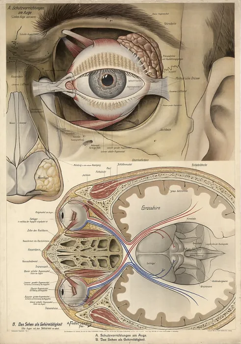 Framed Print : Medical illustration, structure of the human eye