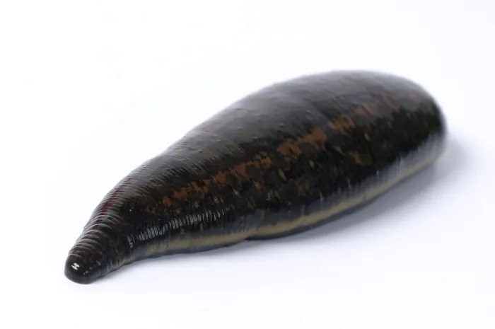 Framed Print : Medicinal leech (Hirudo medicinalis) Framed Print : Medicinal leech (Hirudo medicinalis)