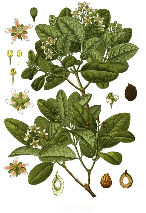 Framed Print : Medicinal (Peumus boldus) plant Framed Print : Medicinal (Peumus boldus) plant