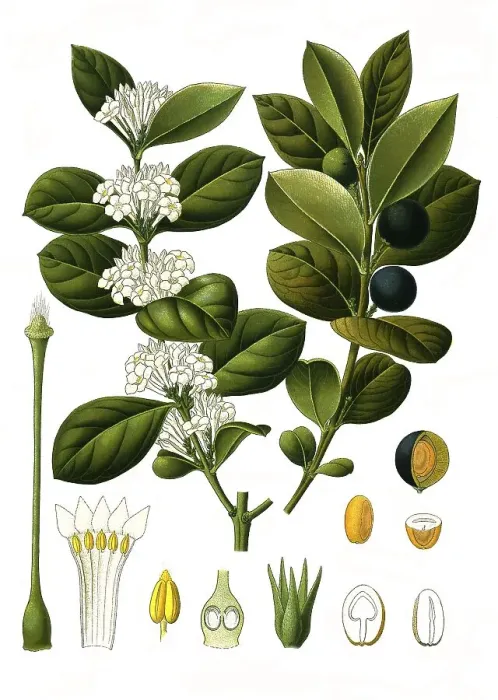 Framed Print : Medicinal plant, Acocanthera abyssinica