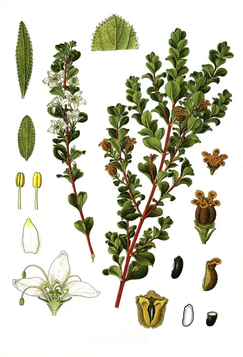 Framed Print : Medicinal plant, Agathosma betulina Framed Print : Medicinal plant, Agathosma betulina