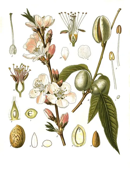 Framed Print : Medicinal plant, almond tree (Prunus dulcis) (Amygdalus communis) Framed Print : Medicinal plant, almond tree (Prunus dulcis) (Amygdalus communis)