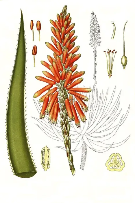 Framed Print : Medicinal plant, Aloe succotrina is a species of plant in the genus Aloes in the subfamily Affodilidae