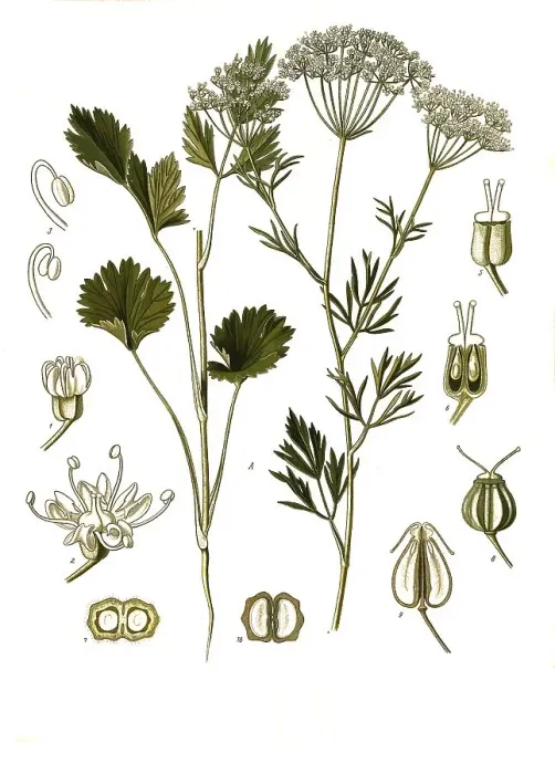 Framed Print : Medicinal plant, aniseed (Pimpinella anisum)