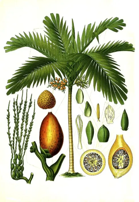 Framed Print : Medicinal plant, areca palm (Areca catechu)
