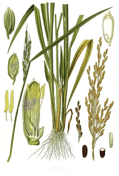 Framed Print : Medicinal plant, asian rice (Oryza sativa) Framed Print : Medicinal plant, asian rice (Oryza sativa)