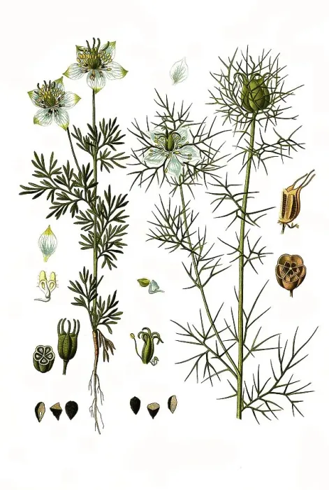 Framed Print : Medicinal plant, Black cumin (Nigella sativa) Framed Print : Medicinal plant, Black cumin (Nigella sativa)