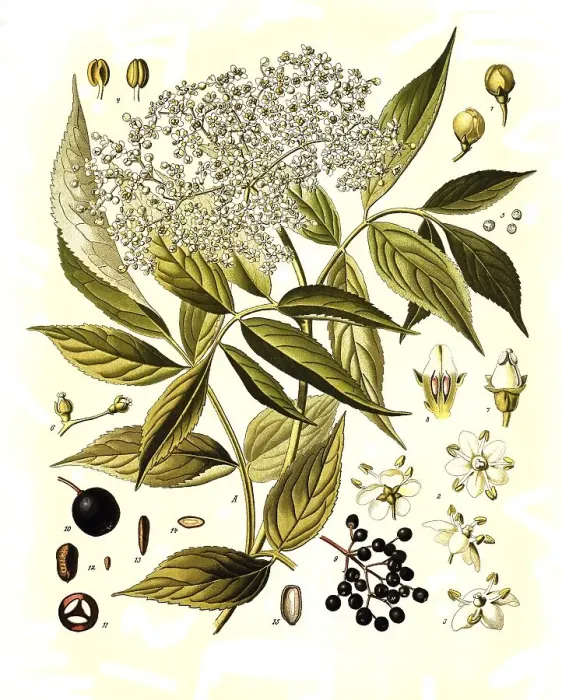 Framed Print : Medicinal plant, Black elder (Sambucus) nigra Framed Print : Medicinal plant, Black elder (Sambucus) nigra