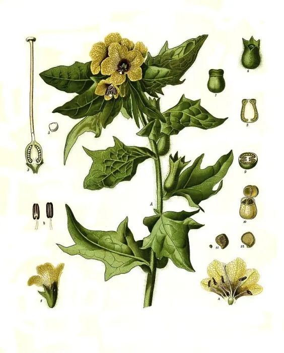 Framed Print : Medicinal plant, Black henbane (Hyoscyamus niger) Framed Print : Medicinal plant, Black henbane (Hyoscyamus niger)