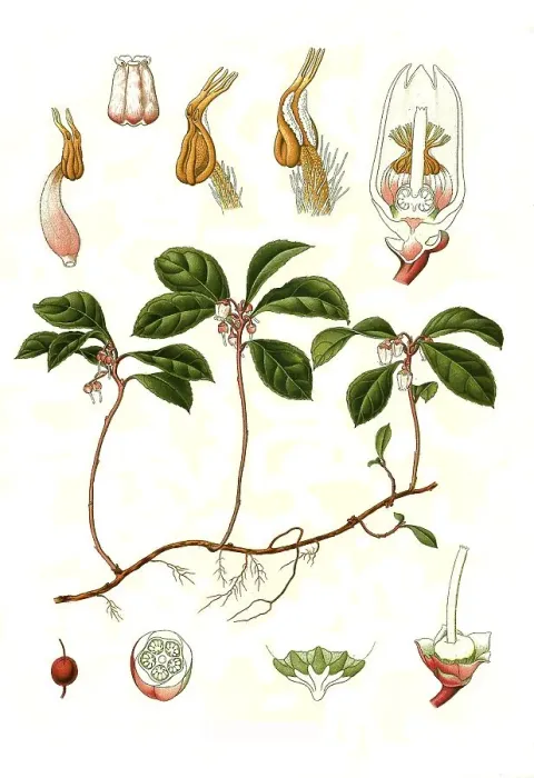Framed Print : Medicinal plant, boxberry (Gaultheria procumbens)