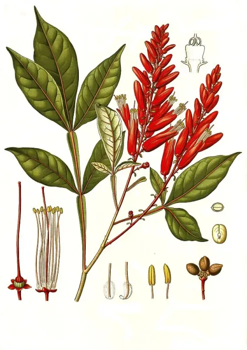 Framed Print : Medicinal plant, Brazilian quassia Framed Print : Medicinal plant, Brazilian quassia
