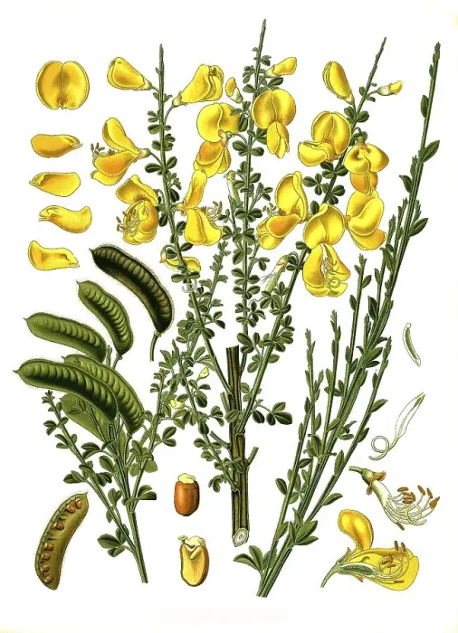 Framed Print : Medicinal plant, Broom, Common broom (Cytisus scoparius) Framed Print : Medicinal plant, Broom, Common broom (Cytisus scoparius)