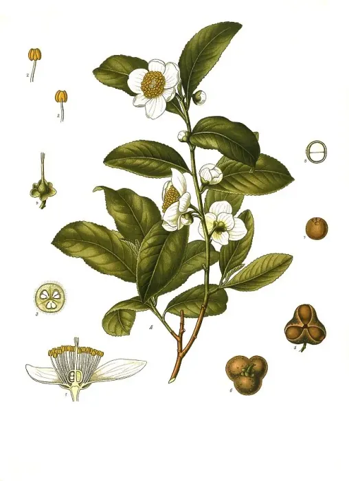 Framed Print : Medicinal plant, Camellia thea Framed Print : Medicinal plant, Camellia thea