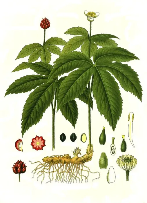Framed Print : Medicinal plant, Canadian orange root (Hydrastis canadensis) Framed Print : Medicinal plant, Canadian orange root (Hydrastis canadensis)