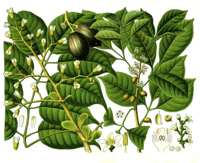 Framed Print : Medicinal plant, Canarium luzonicum