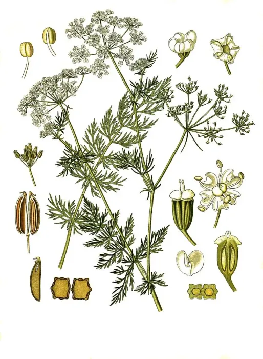 Framed Print : Medicinal plant, caraway (Carum carvi)
