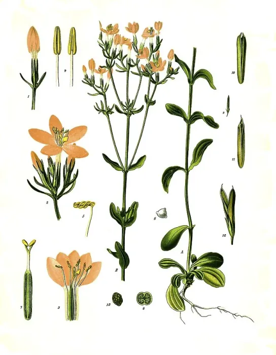 Framed Print : Medicinal plant, Centaurium erythraea Framed Print : Medicinal plant, Centaurium erythraea