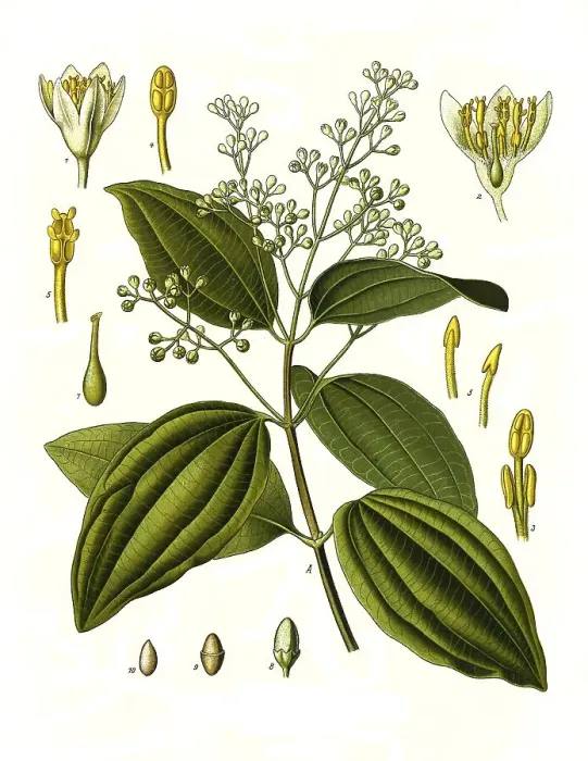 Framed Print : Medicinal plant, Ceylon cinnamon tree or true cinnamon tree