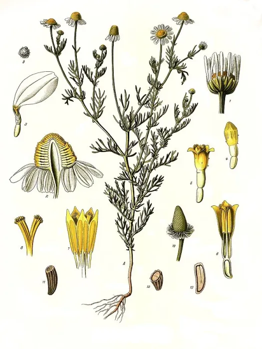 Framed Print : Medicinal plant, chamomile (Matricaria) chamomilla Framed Print : Medicinal plant, chamomile (Matricaria) chamomilla