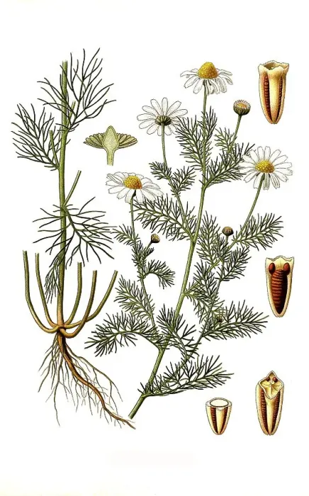 Framed Print : Medicinal plant, Chrysanthemum inodorum Framed Print : Medicinal plant, Chrysanthemum inodorum