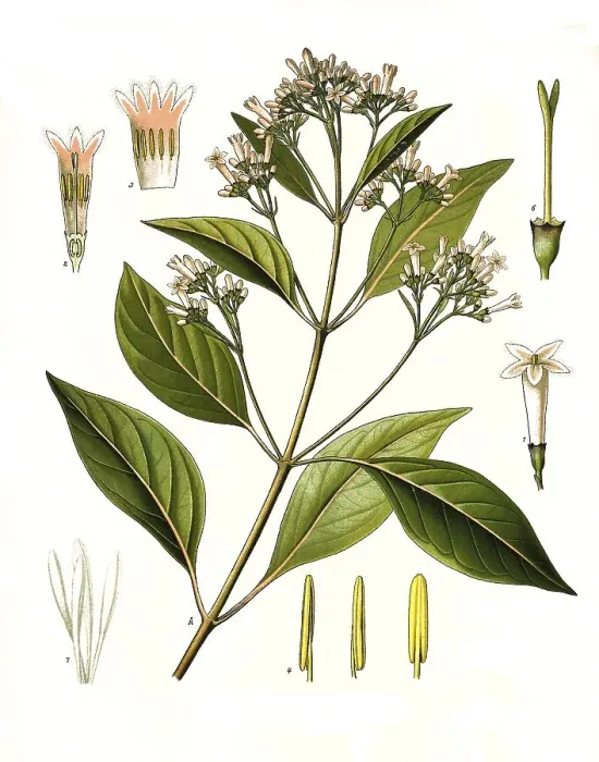 Framed Print : Medicinal plant, Cinchona officinalis