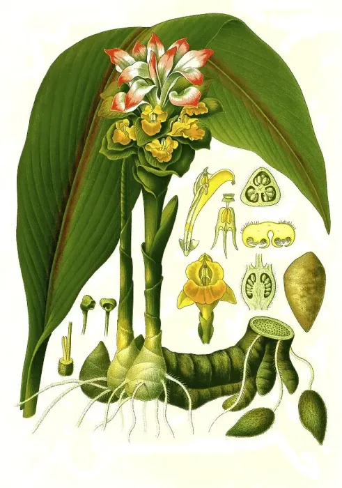 Framed Print : Medicinal plant, citron root, zedoary (Curcuma zedoaria) or zedoary (Curcuma zerumbeth)