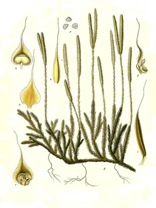 Framed Print : Medicinal plant, club moss (Lycopodium clavatum)