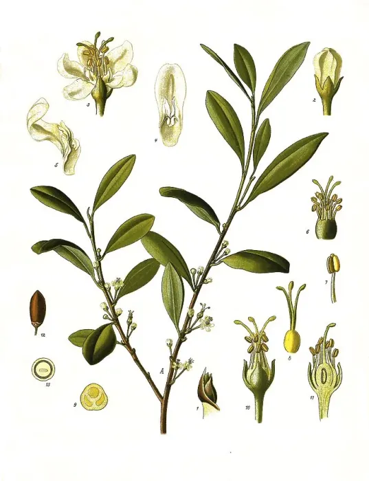 Framed Print : Medicinal plant, coca plant (Erythroxylum coca) or coca shrub Framed Print : Medicinal plant, coca plant (Erythroxylum coca) or coca shrub
