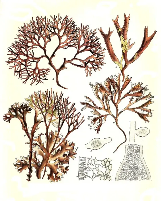 Framed Print : Medicinal plant, Common Cartilaginous Kelp