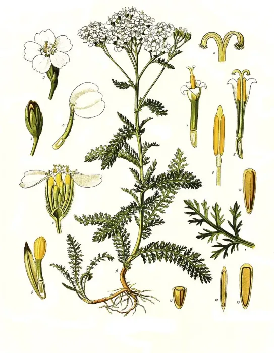 Framed Print : Medicinal plant, Common yarrow (Achillea) or Common yarrow millefolium Framed Print : Medicinal plant, Common yarrow (Achillea) or Common yarrow millefolium