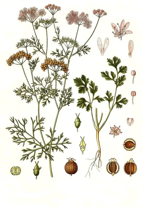 Framed Print : Medicinal plant, Coriander (Coriandrum sativum)