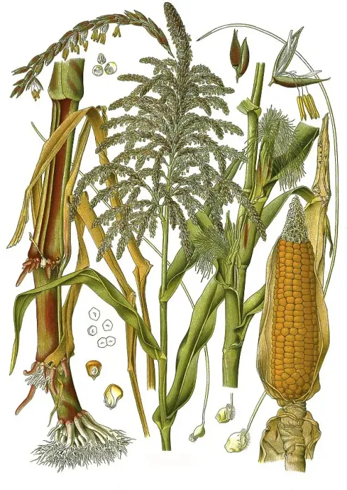 Framed Print : Medicinal plant, corn (Zea mays) Framed Print : Medicinal plant, corn (Zea mays)