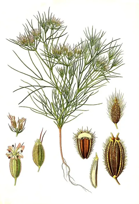 Framed Print : Medicinal plant, cumin (Cuminum cyminum)