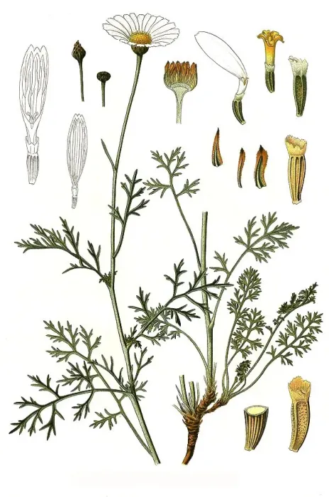 Framed Print : Medicinal plant, Dalmatian insect flower (Chrysanthemum cinerariaefolium)