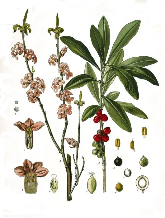 Framed Print : Medicinal plant, daphne, also true daphne Framed Print : Medicinal plant, daphne, also true daphne