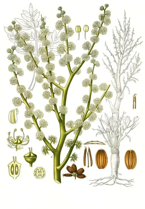 Framed Print : Medicinal plant, Dorema ammoniacum Framed Print : Medicinal plant, Dorema ammoniacum