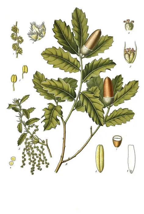 Framed Print : Medicinal plant, English oak (Quercus robur) Framed Print : Medicinal plant, English oak (Quercus robur)