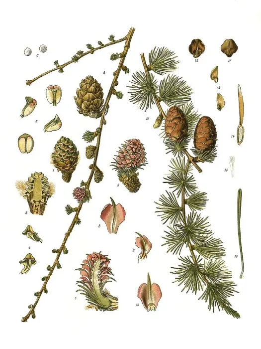 Framed Print : Medicinal plant, European larch (Larix decidua) Framed Print : Medicinal plant, European larch (Larix decidua)