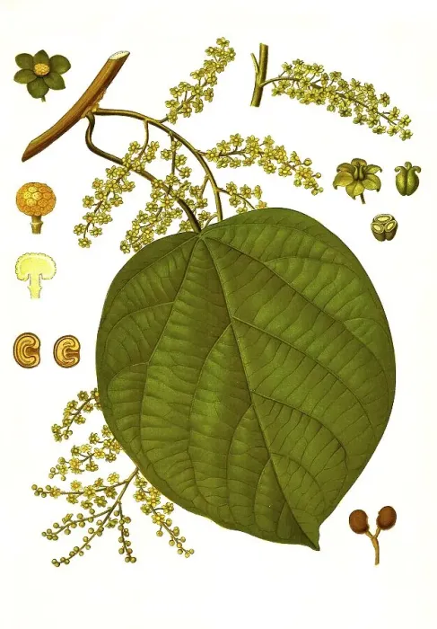 Framed Print : Medicinal plant, false myrtle (Anamirta paniculata) (Menispermum cocculus L) Framed Print : Medicinal plant, false myrtle (Anamirta paniculata) (Menispermum cocculus L)