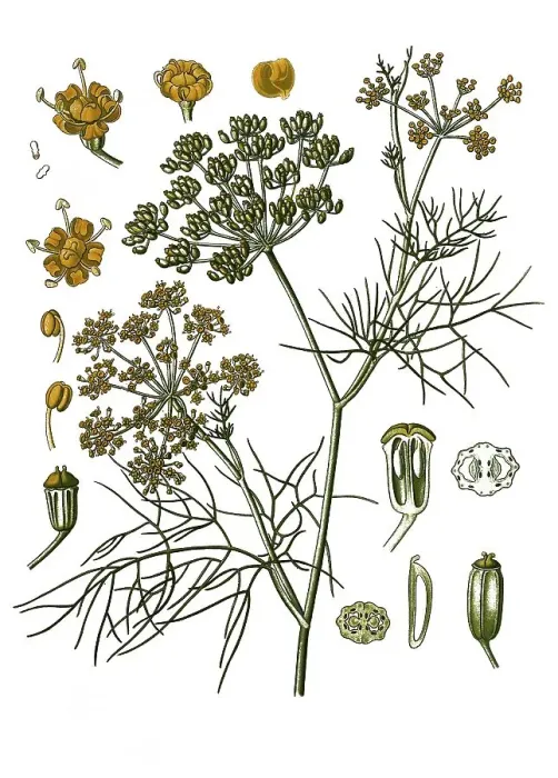 Framed Print : Medicinal plant, Fennel (Foeniculum vulgare) Framed Print : Medicinal plant, Fennel (Foeniculum vulgare)