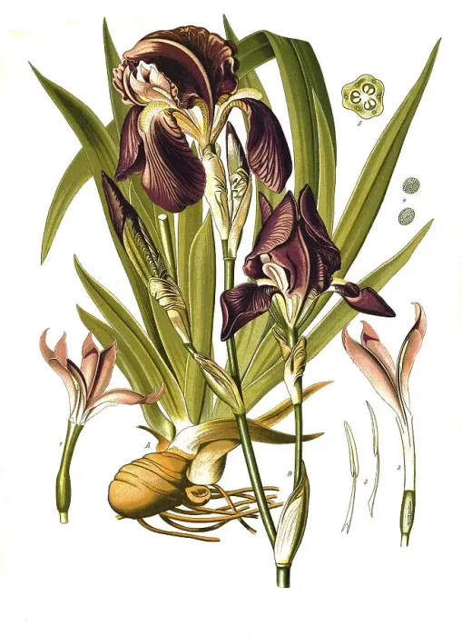 Framed Print : Medicinal plant, German iris (Iris -- germanica) Framed Print : Medicinal plant, German iris (Iris -- germanica)