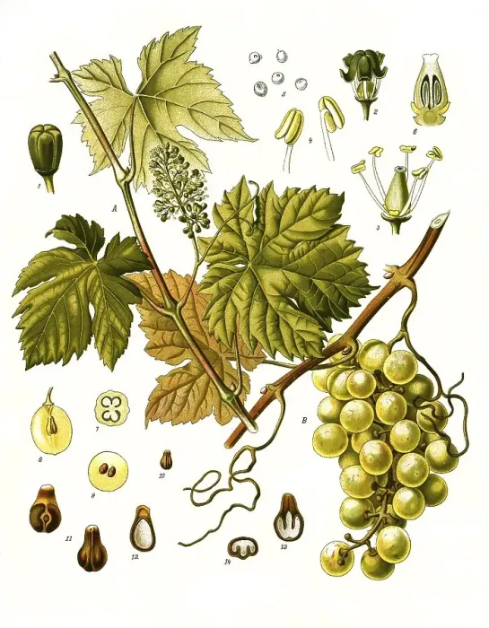 Framed Print : Medicinal plant, grape vine (Vitis vinifera)