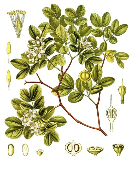 Framed Print : Medicinal plant, Guaiacum officinale