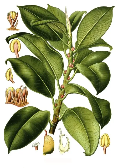 Framed Print : Medicinal plant, gum tree (Urostigma elasticum)