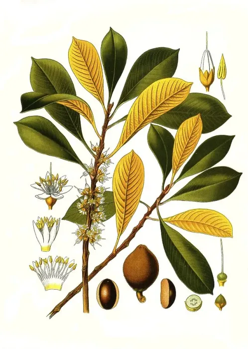 Framed Print : Medicinal plant, gutta-percha tree (Palaquium gutta) is a species of plant from the genus gutta-percha trees