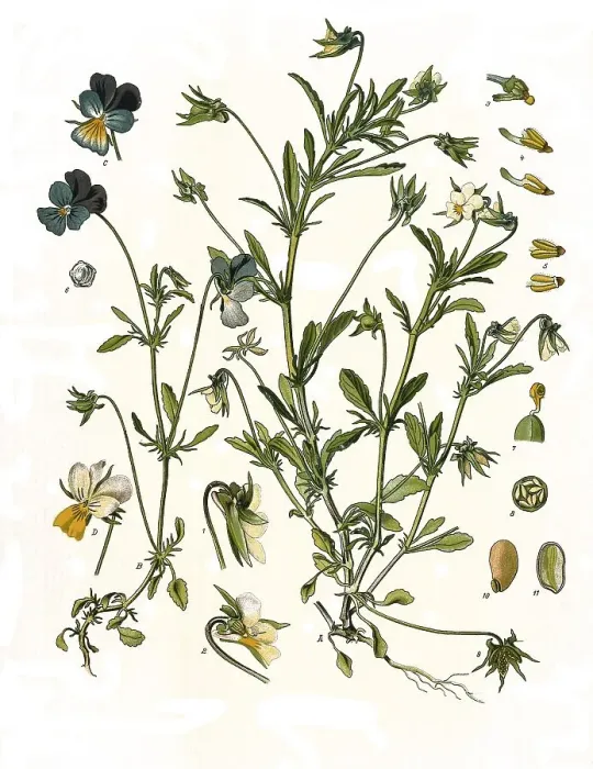 Framed Print : Medicinal plant, heartsease (Viola tricolor)