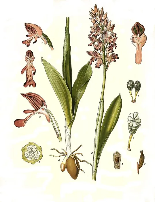 Framed Print : Medicinal plant, helmet orchid (Orchis militaris)